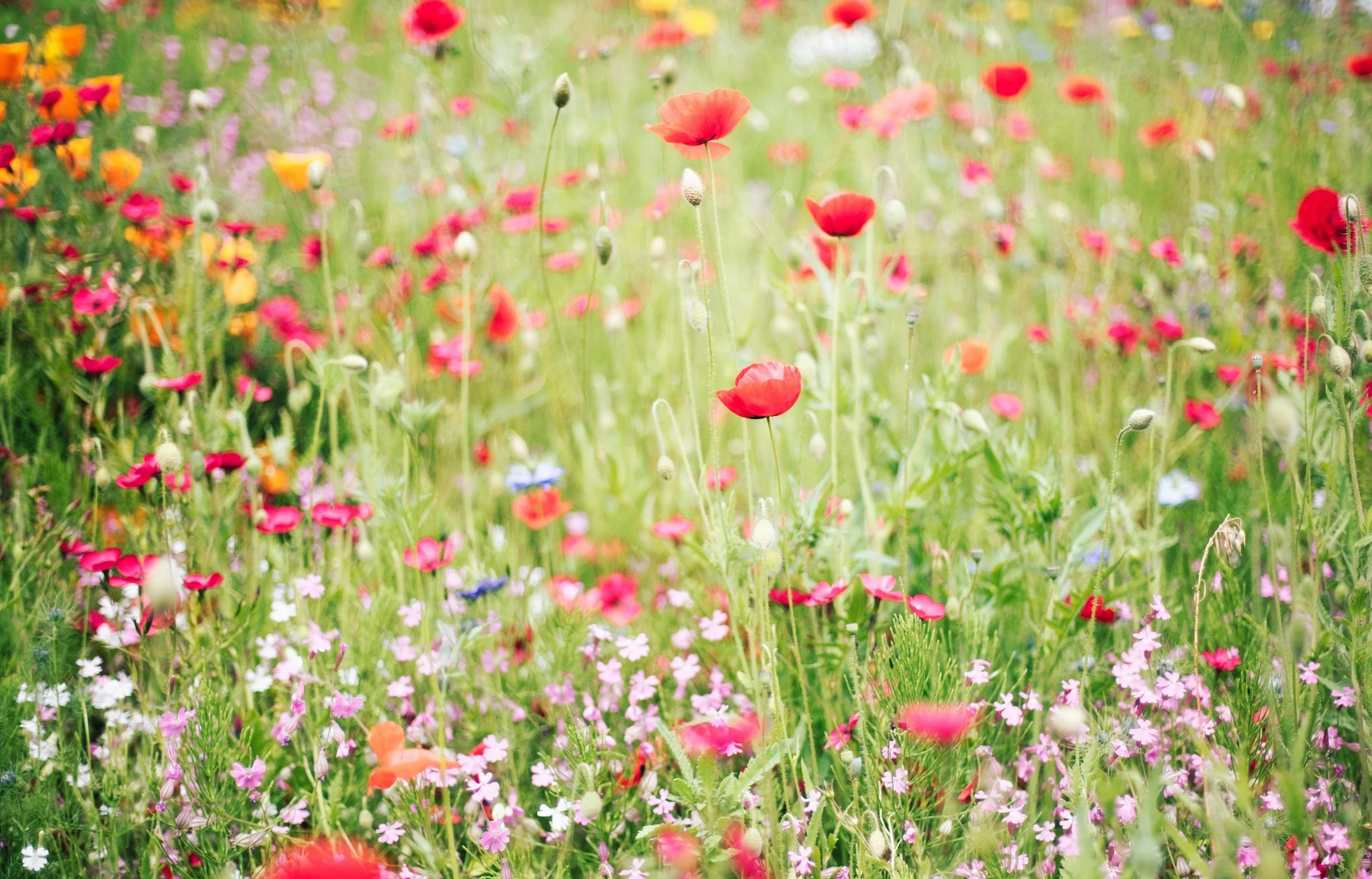 A field of wildflowers including red poppies, pink, purple, and white blossoms in a lush green landscape.