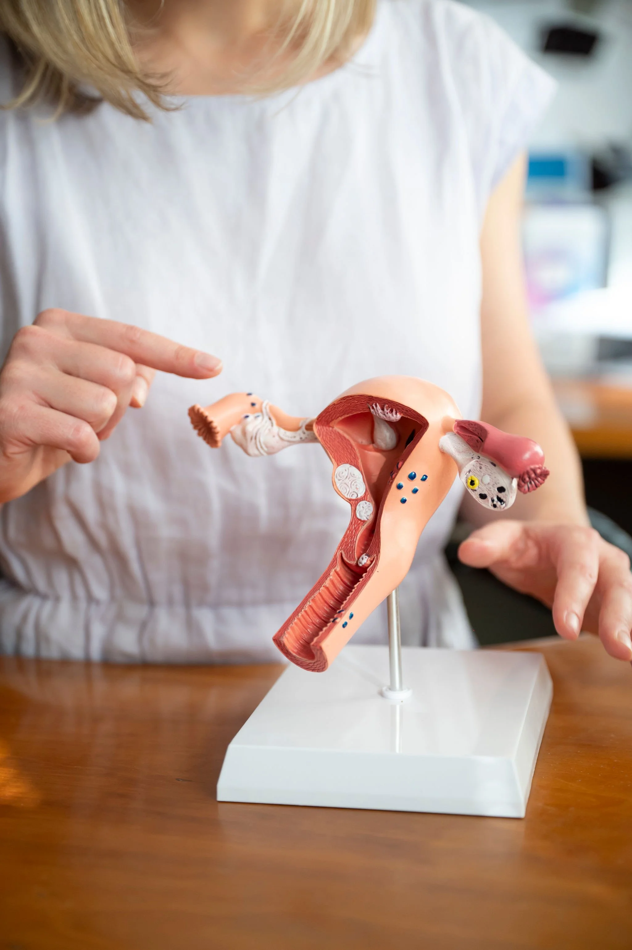 Close-up of a person holding an anatomical model of the female reproductive system, showing the uterus, fallopian tubes, and ovaries, on a wooden table.