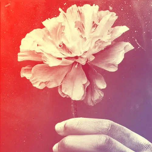 A hand holding a single flower with large petals. Hadestown brand flower. Hadestown musical. Hadestown poster animation. Flower animation. Ranunculus.