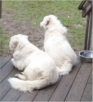Two great pyrenees siblings with their backs to the camera are at work protecting their loving owners from ninjas.