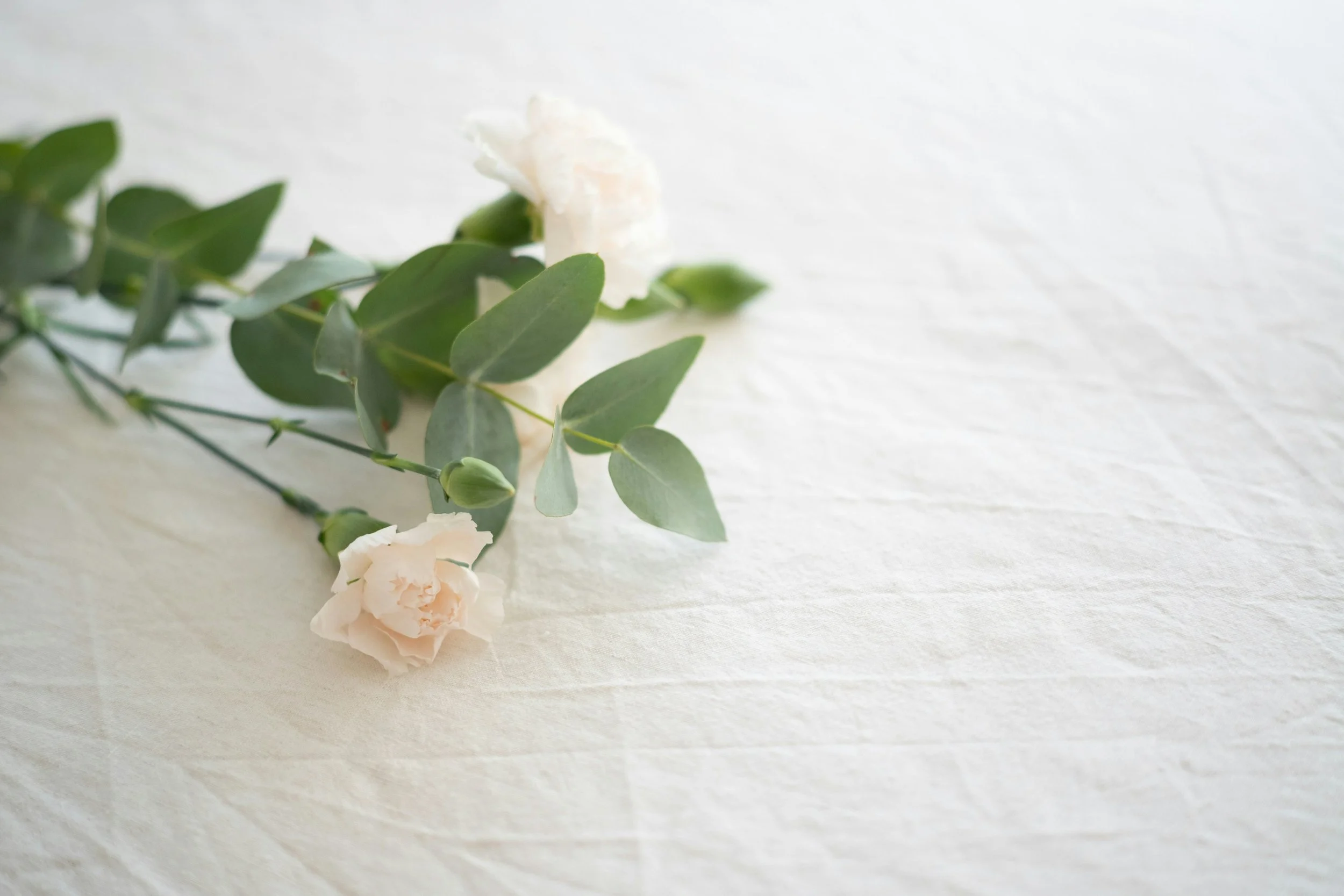 A small white flower with green leaves and buds on a light textured surface.