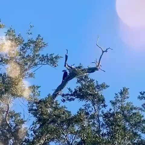 I am back in Florida, and it is pretty wonderful. I love the sunbathing birds. The sea and the sky. Finding my heart in the sand while I walk the beach. And the birds in the trees. Watch the video until the end for a little bonus. #floridasunshine #t