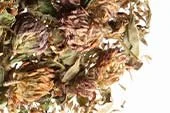 p-598-red-clover-tops-whole-organic.jpg