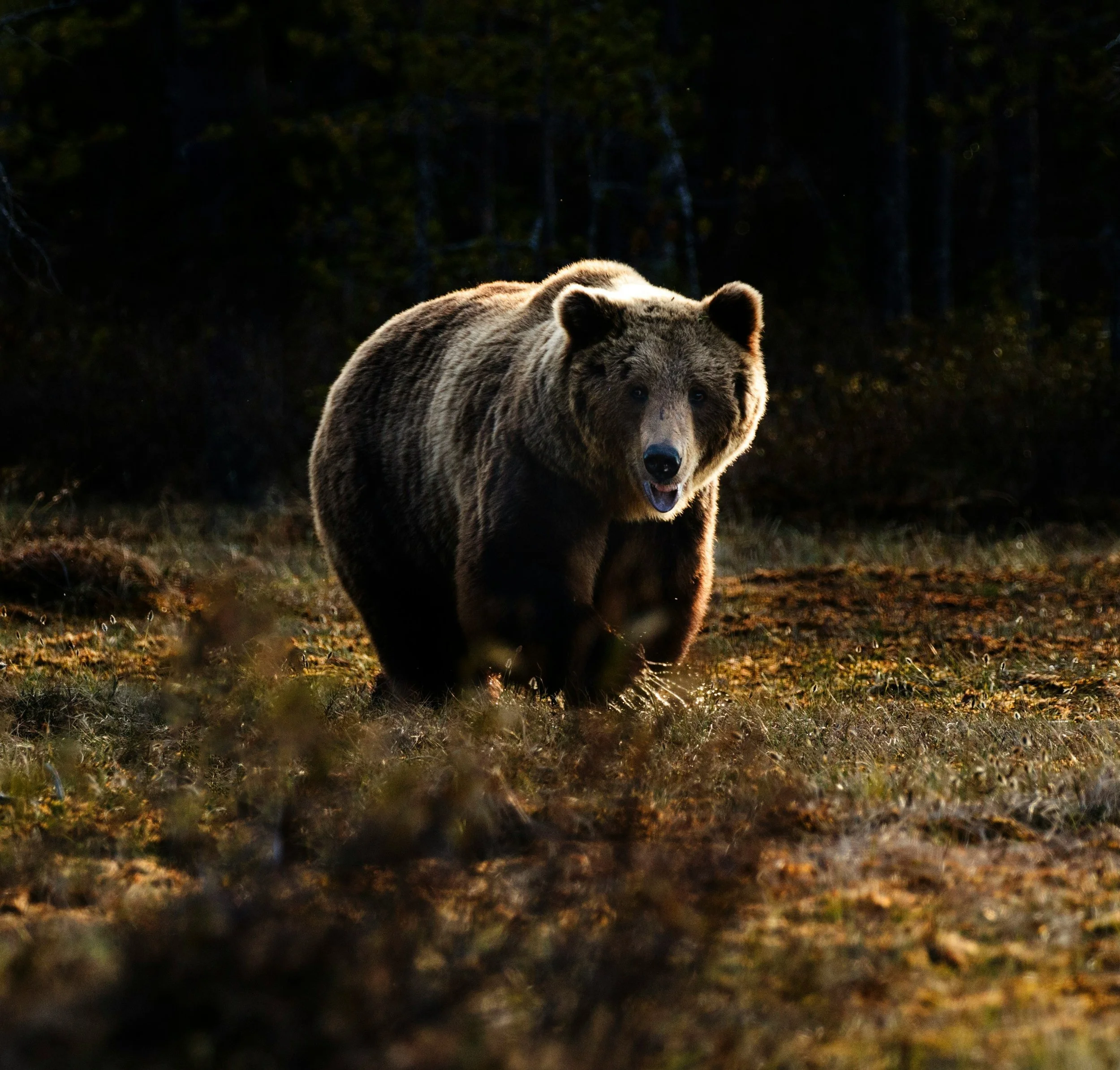 A large brown bear walking in a forest clearing with trees in the background under dim lighting.