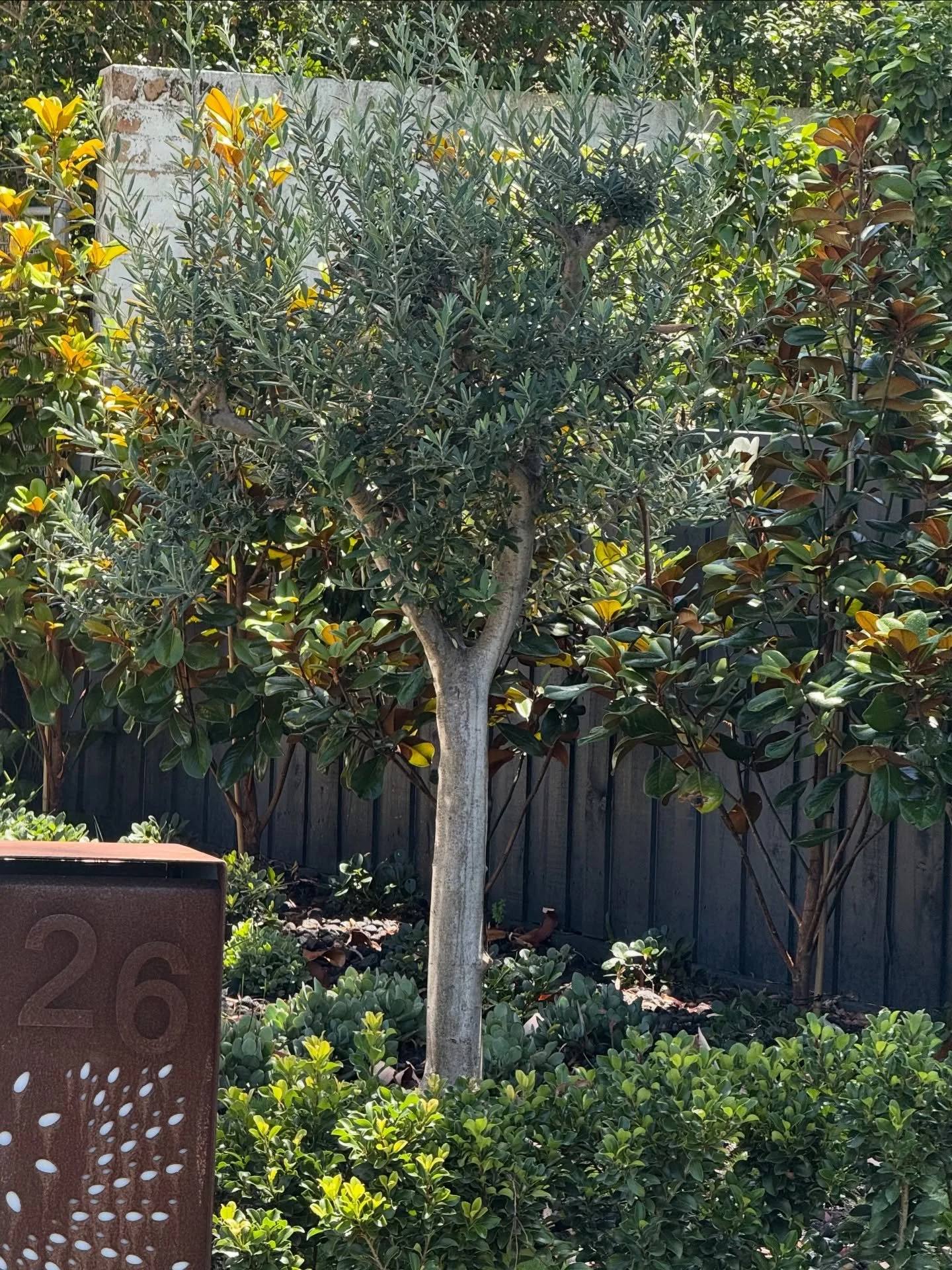 Castle Cove project thriving coming into summer 
@exotic_nurseries

&bull;
&bull;
&bull;
&bull;
&bull;
&bull;
#landscaping #landscape #landscapedesign #waittilltheend #transformation #30seconds #dbsoulz #built #plants #cloudtree #construction
#cloudt