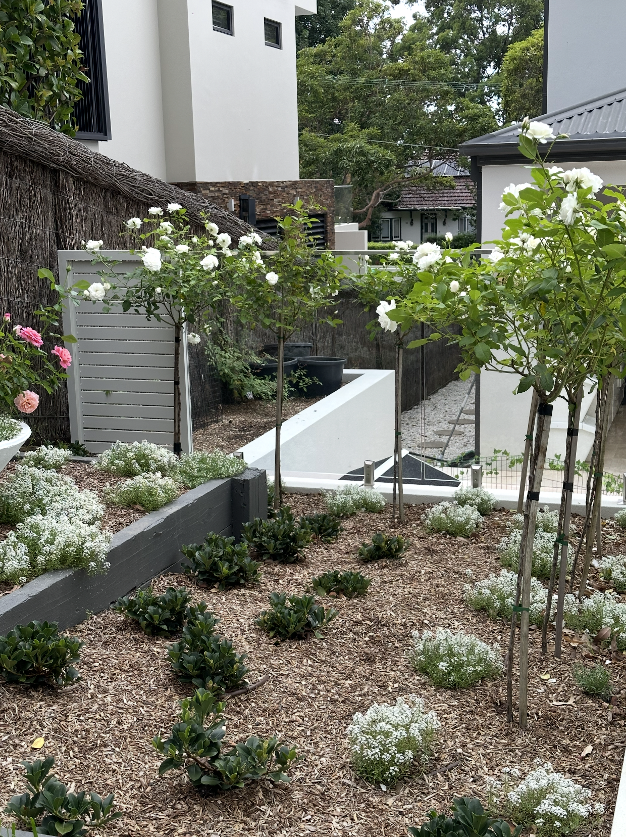 Lane Cove