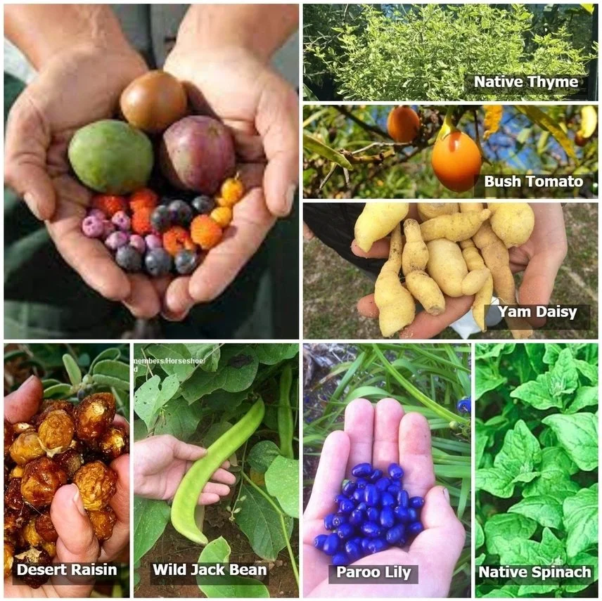 bush tucker 2.jpg