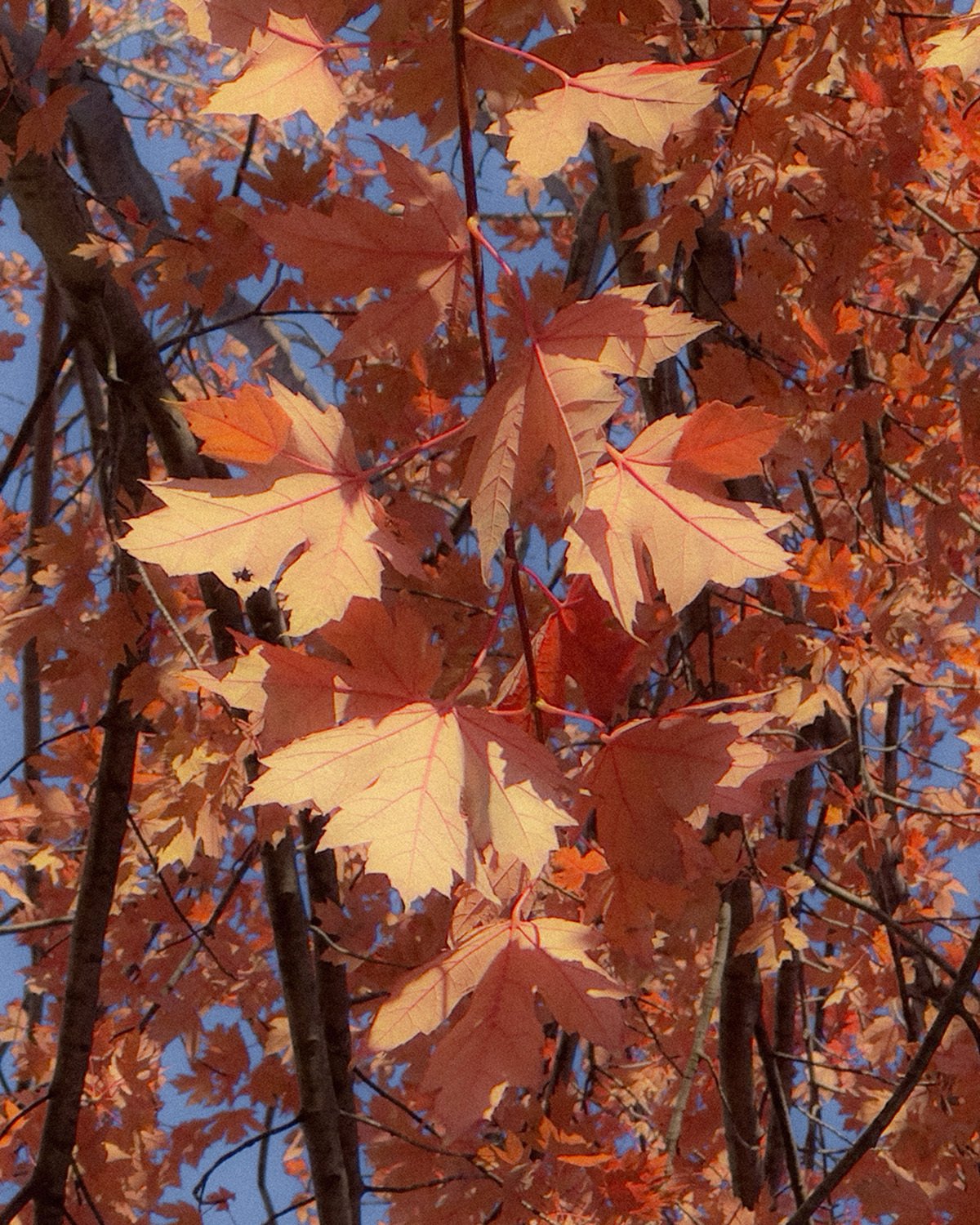 Created_2025_November_Instagram_Harvest (1).jpg