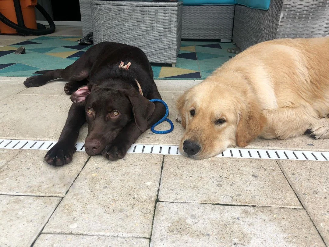 Two dogs lying on the tiled floor near a drainage grate, one black lab and one golden retriever, resting with their heads down.
