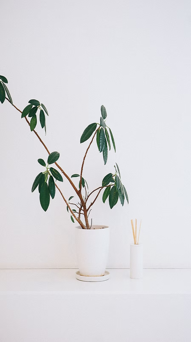 A potted plant with broad, dark green leaves on a white surface, next to a small white container with reed sticks, against a plain white wall.