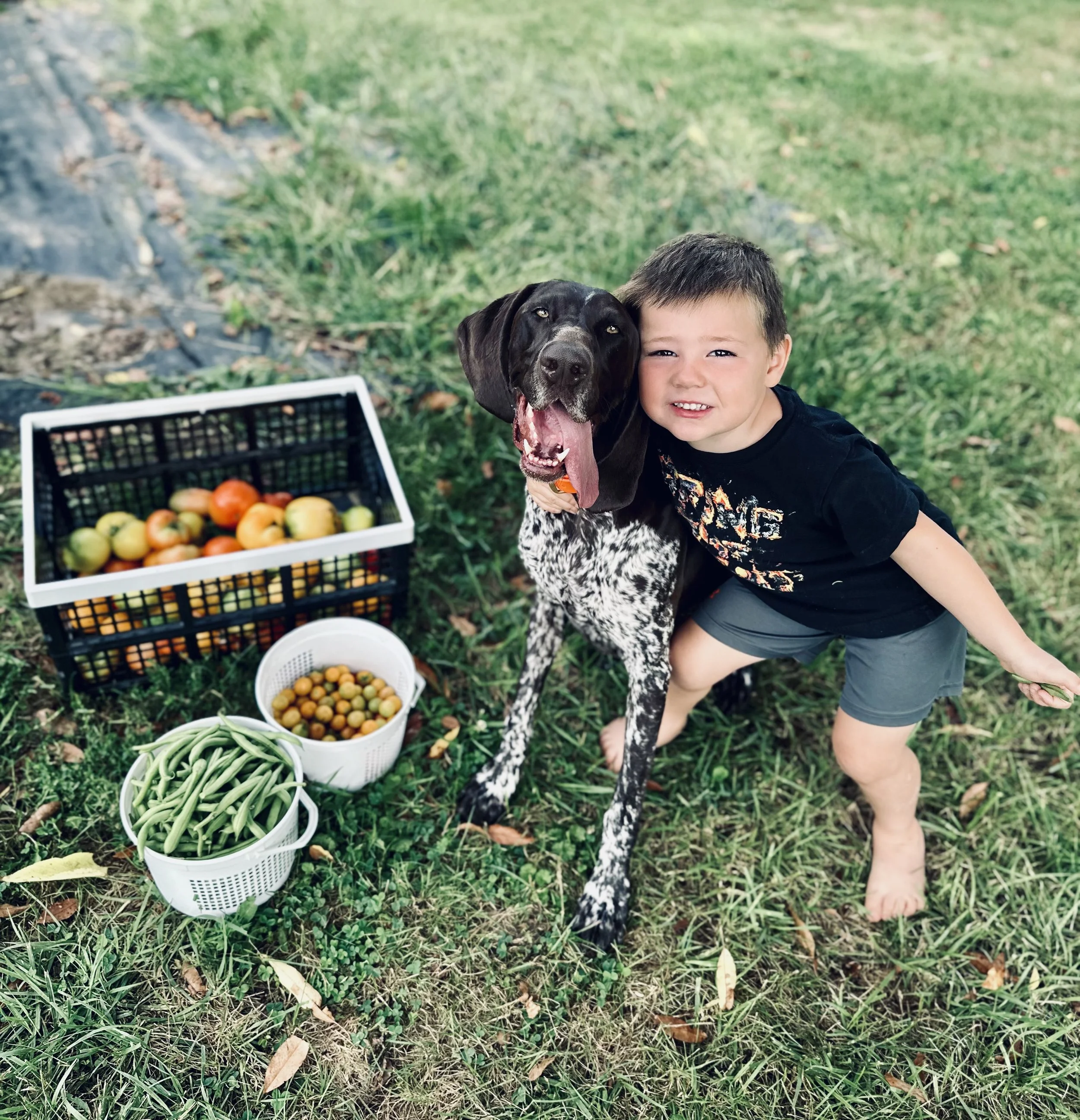 A young child sitting on the grass beside a brown and white dog with baskets of freshly harvested produce nearby.