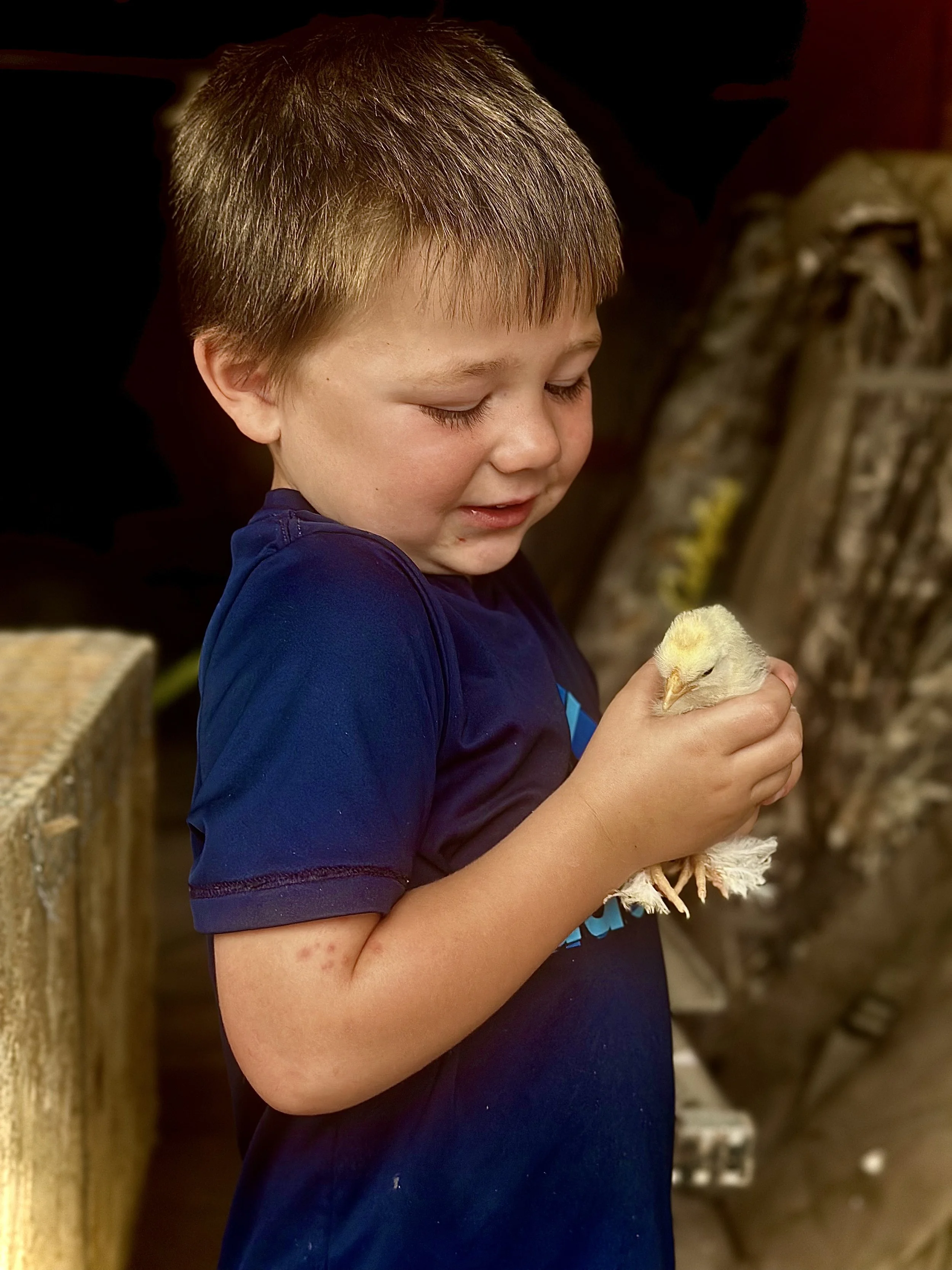 Granger, the Brewer family's young son, smiling while holding a chick on their homestead.