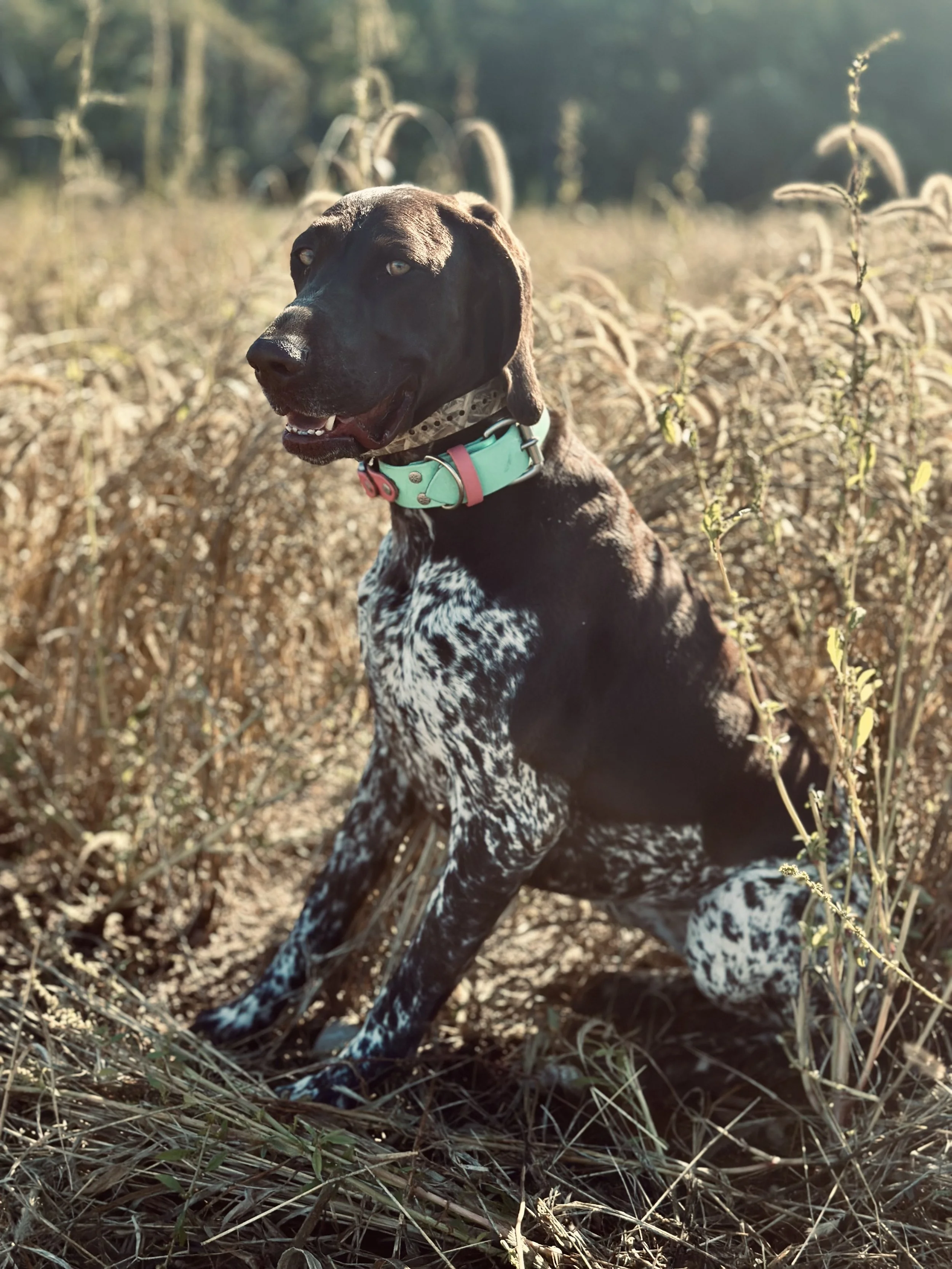 Ivey, the Brewer family's German Shorthaired Pointer, sitting alert on the homestead.