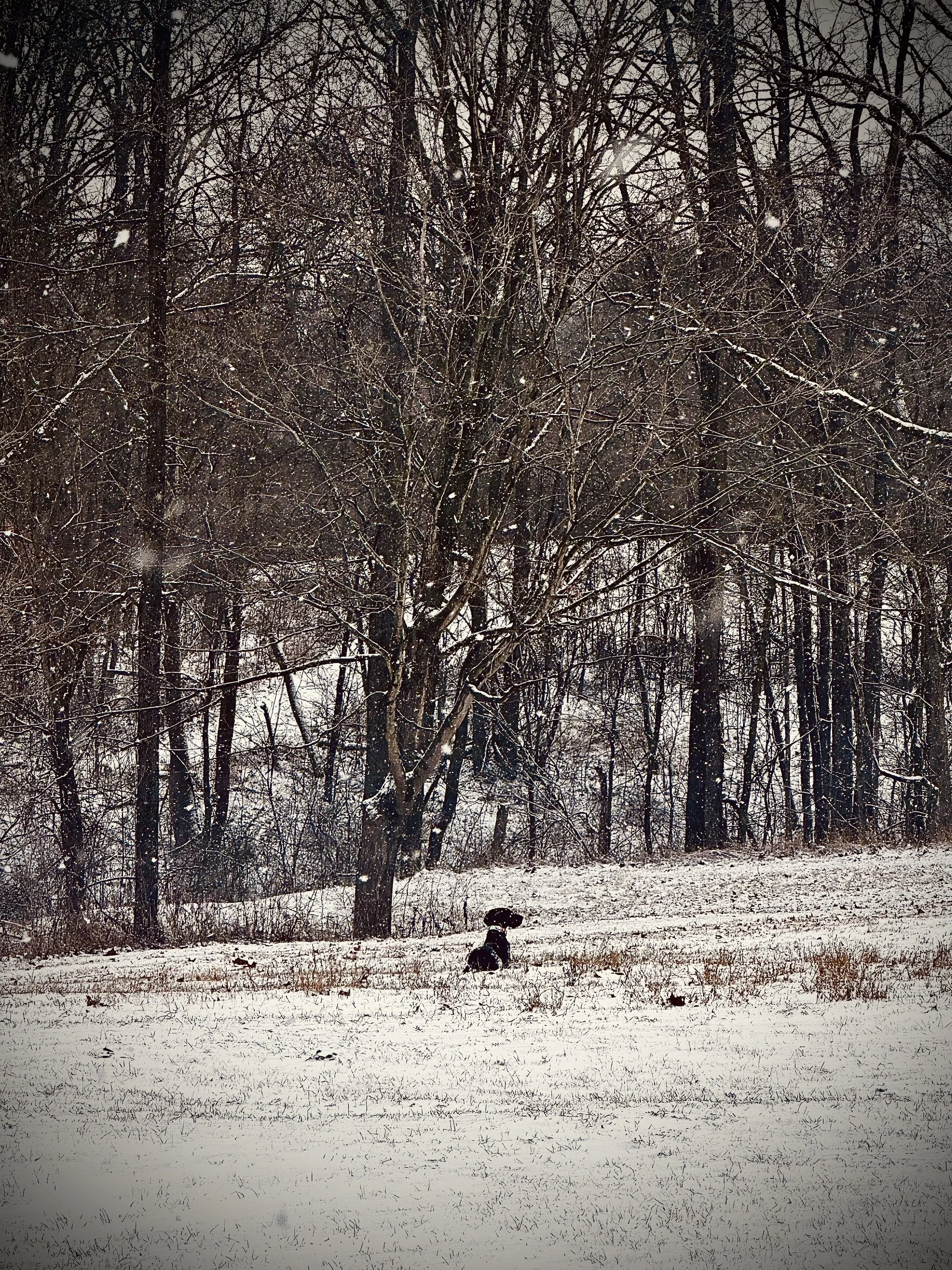 Quiet wooded landscape on the Brewer family homestead, reflecting faith and connection to the land.
