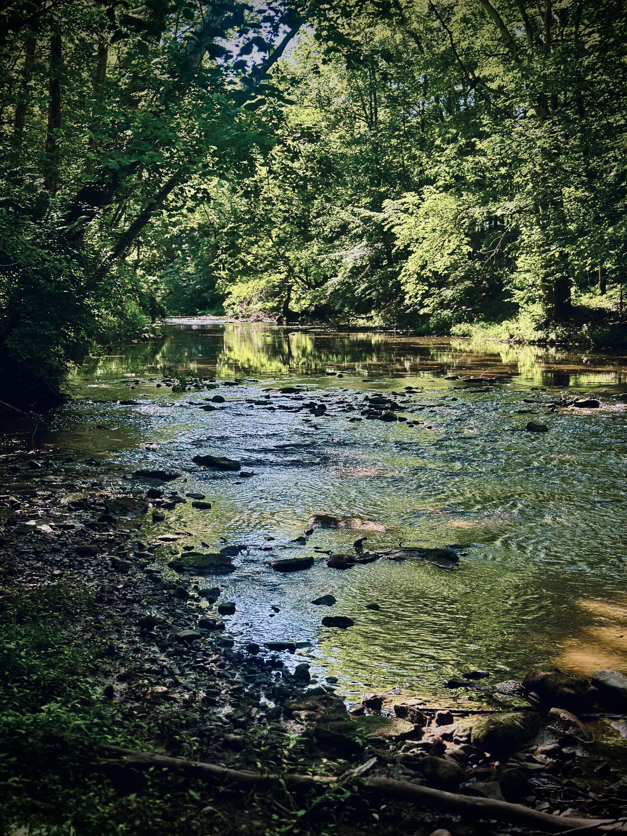 A serene forest scene along Coal Creek with flowing water surrounded by trees and greenery.
