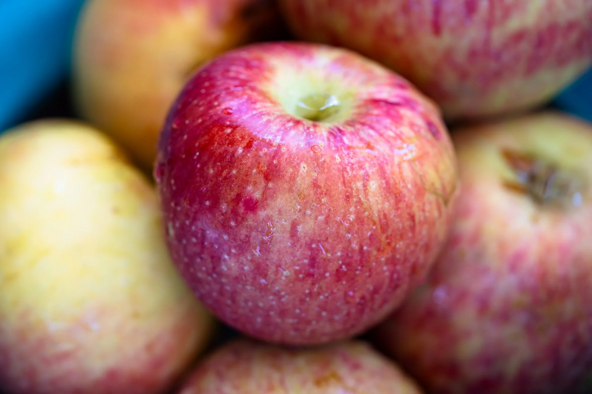 Close-up of freshly picked red and yellow apples with droplets of water on the skin, photographed at Oak Glen.
