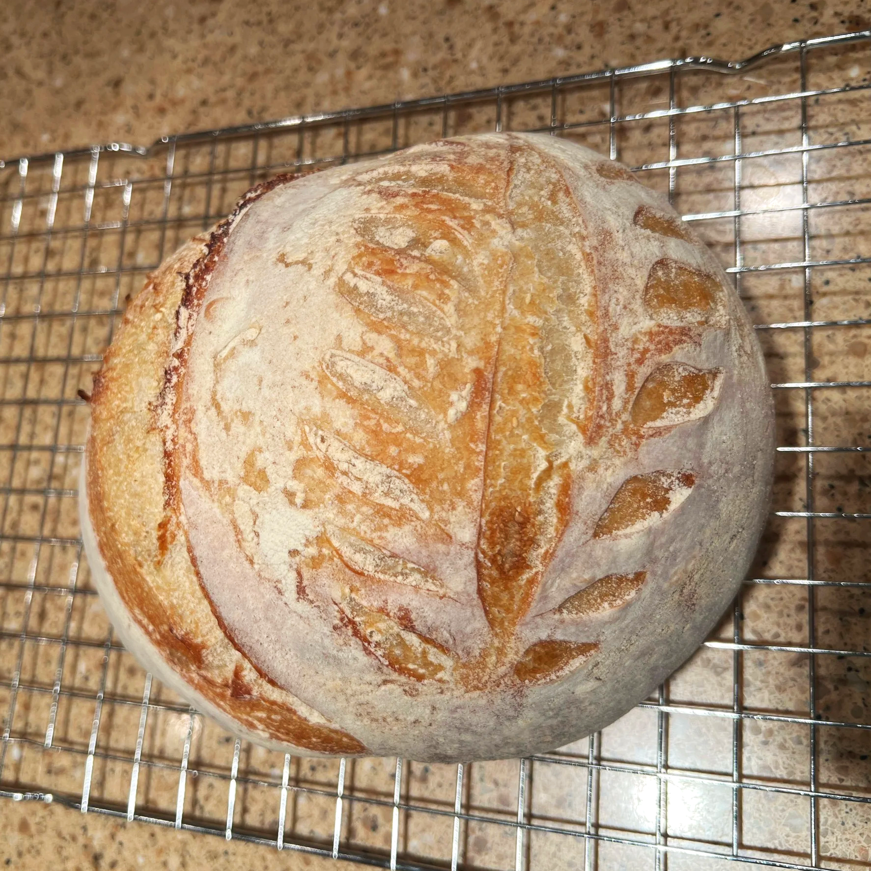 Freshly baked sourdough loaf resting on a wire cooling rack, allowing the crumb to set before slicing.