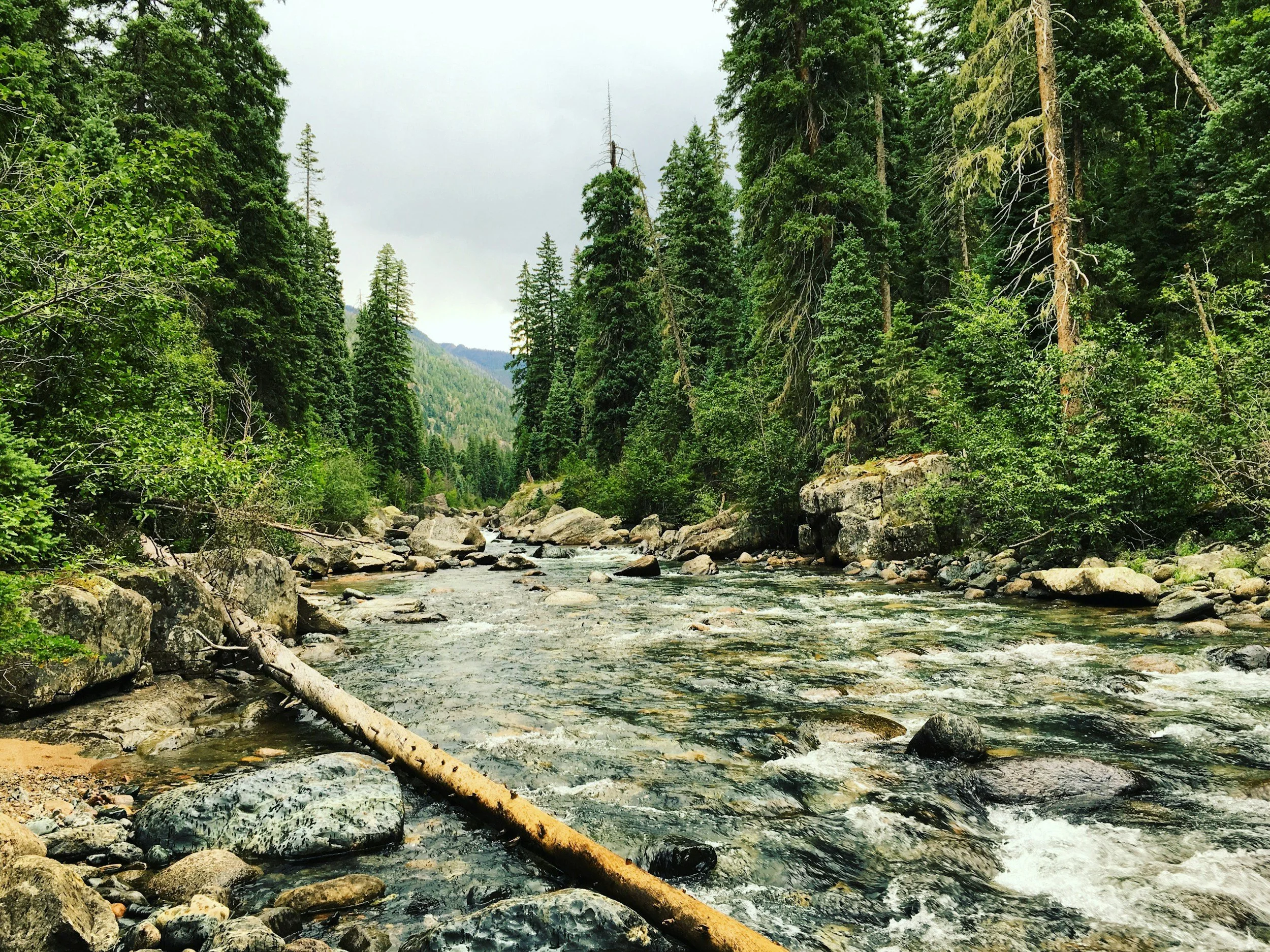 A flowing mountain river with rocks and boulders, surrounded by lush green pine trees and mountains in the background.