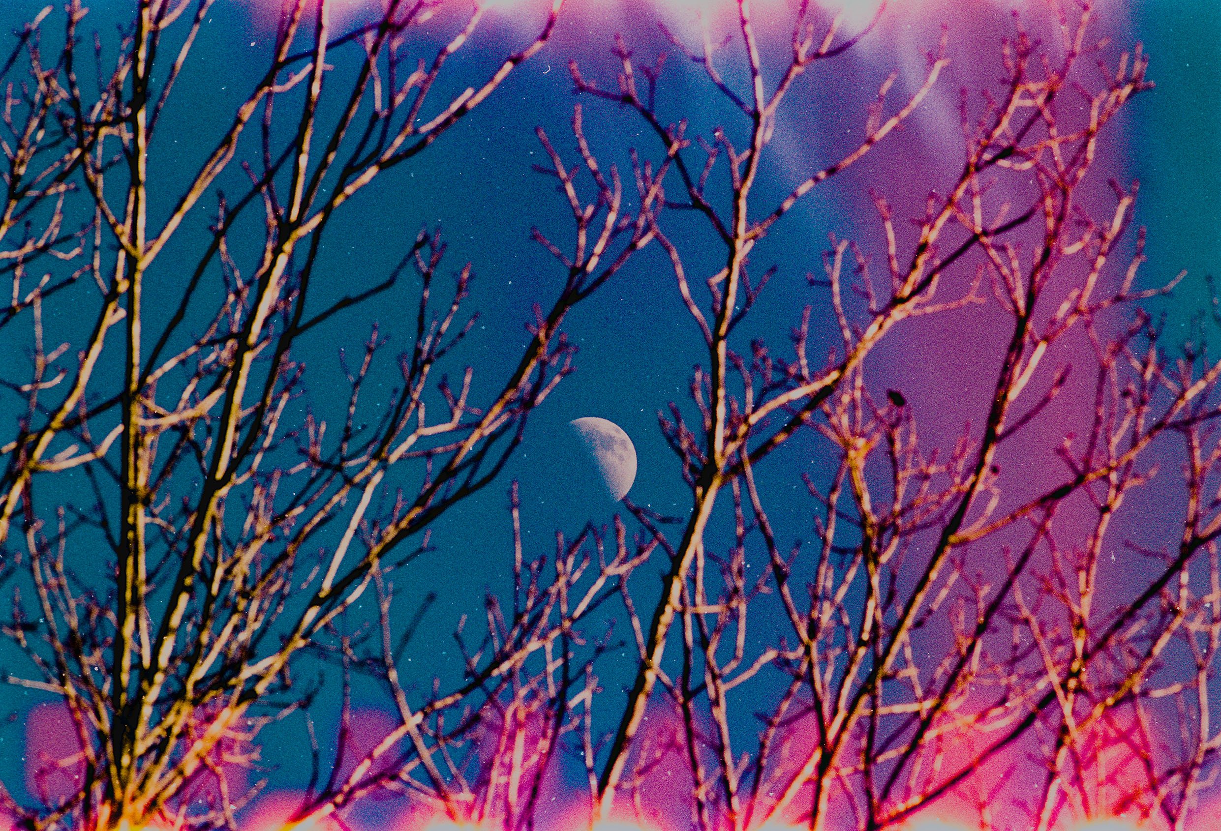 trippyMoonTree2_detail.jpg