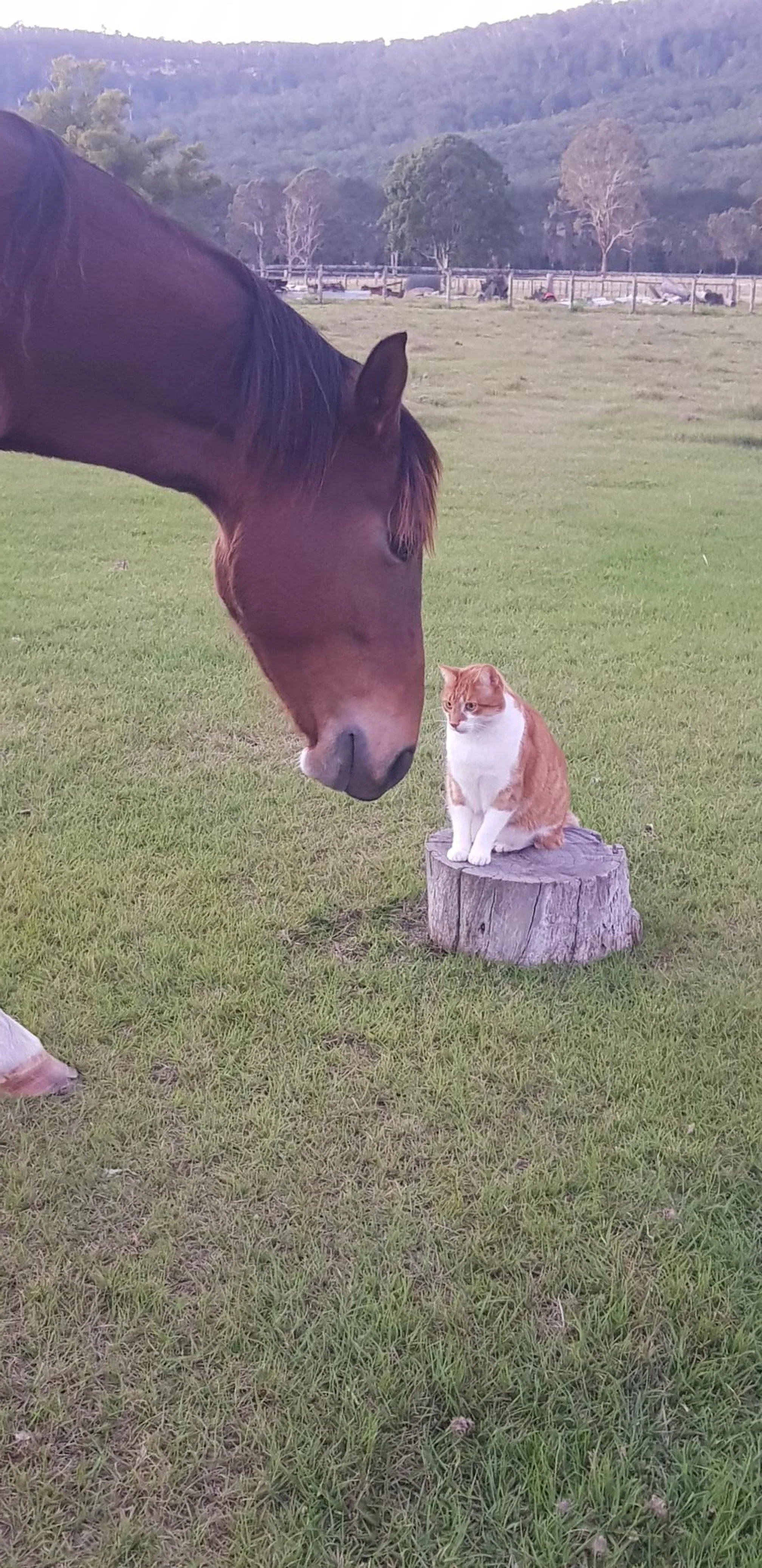 animal healing pic.jpg