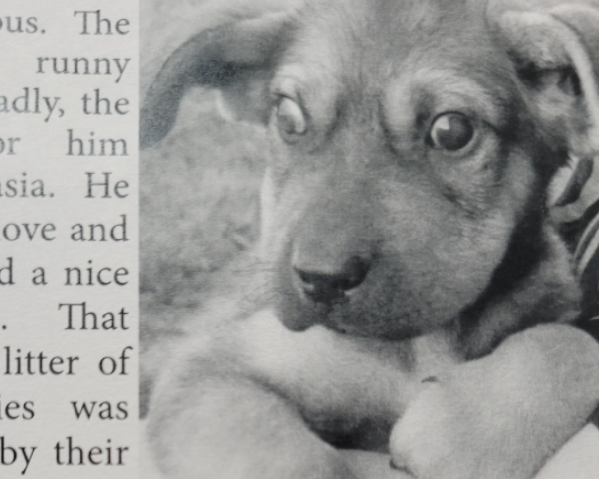 Black and white photo of a puppy with large, expressive eyes resting its head on a person's arm, partially visible in the foreground.