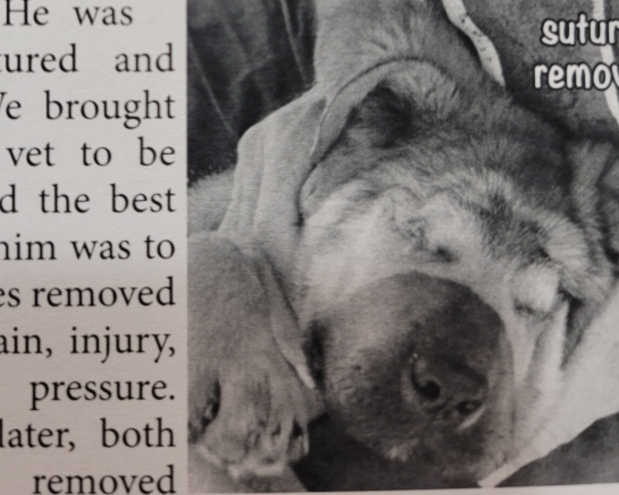 Black and white photo of a sleeping dog with its head resting on a surface.