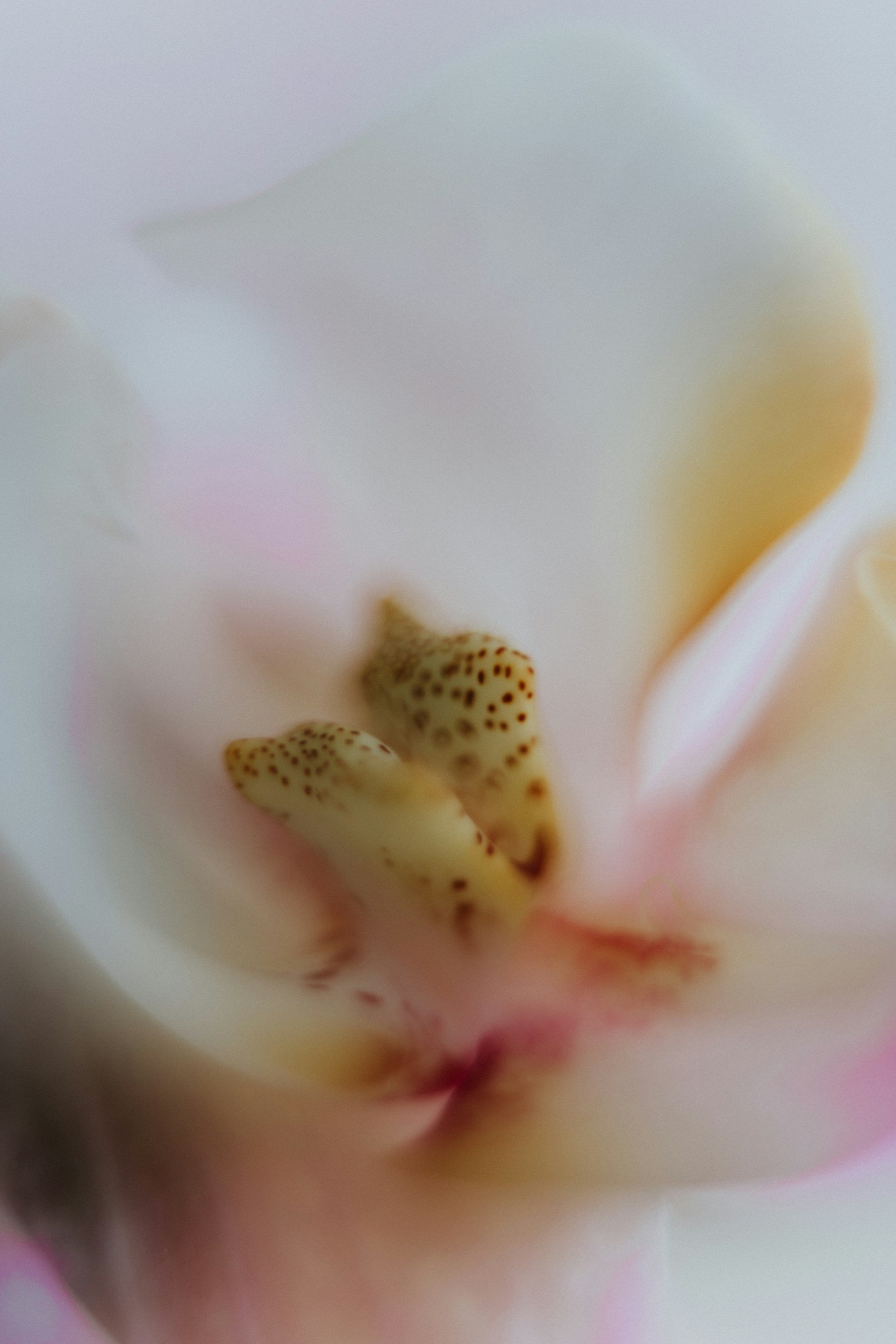 Close-up of the center of a white flower, showing yellow stamens with brown spots.