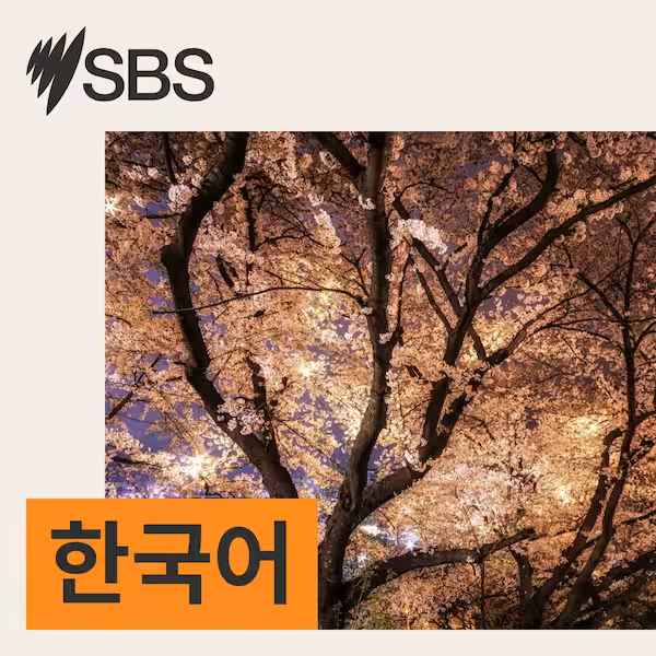 Night-time photo of cherry blossom trees illuminated with lights, with SBS logo in the top left corner and Korean text on an orange background in the lower left corner.