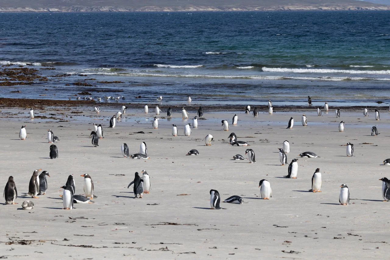 Antarctica 2025- First Show - 78 of 92.jpeg