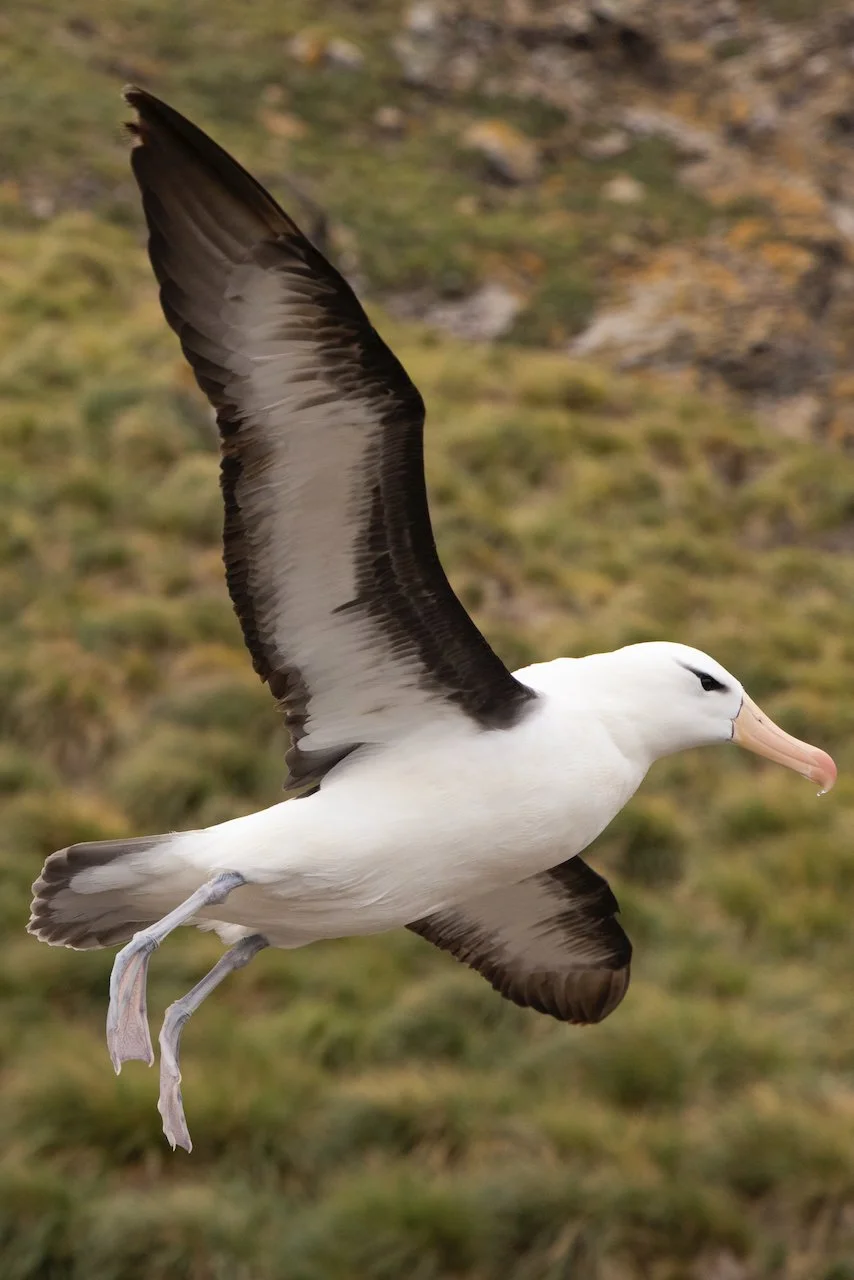 Antarctica 2025- First Show - 68 of 92.jpeg