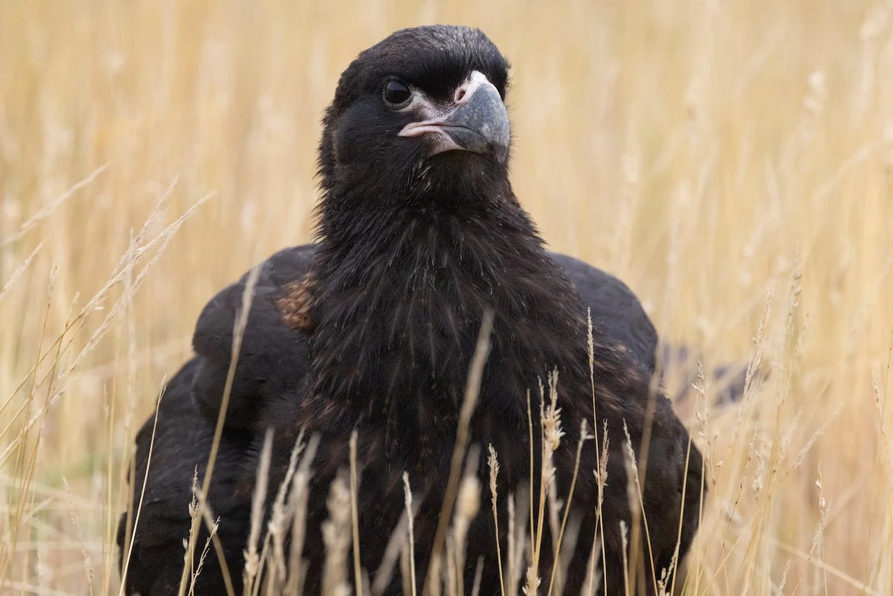 Antarctica 2025- First Show - 83 of 92.jpeg