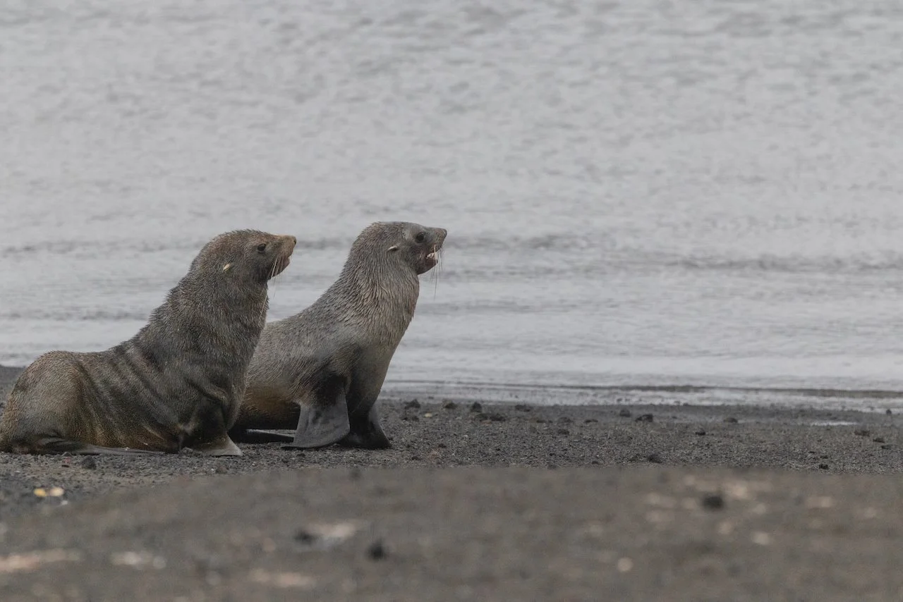 Antarctica 2025- First Show - 48 of 92.jpeg