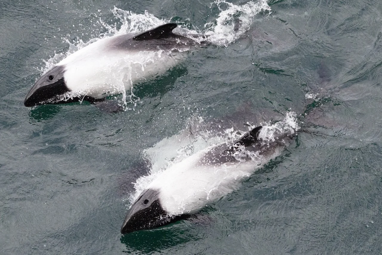 Antarctica 2025- First Show - 76 of 92.jpeg