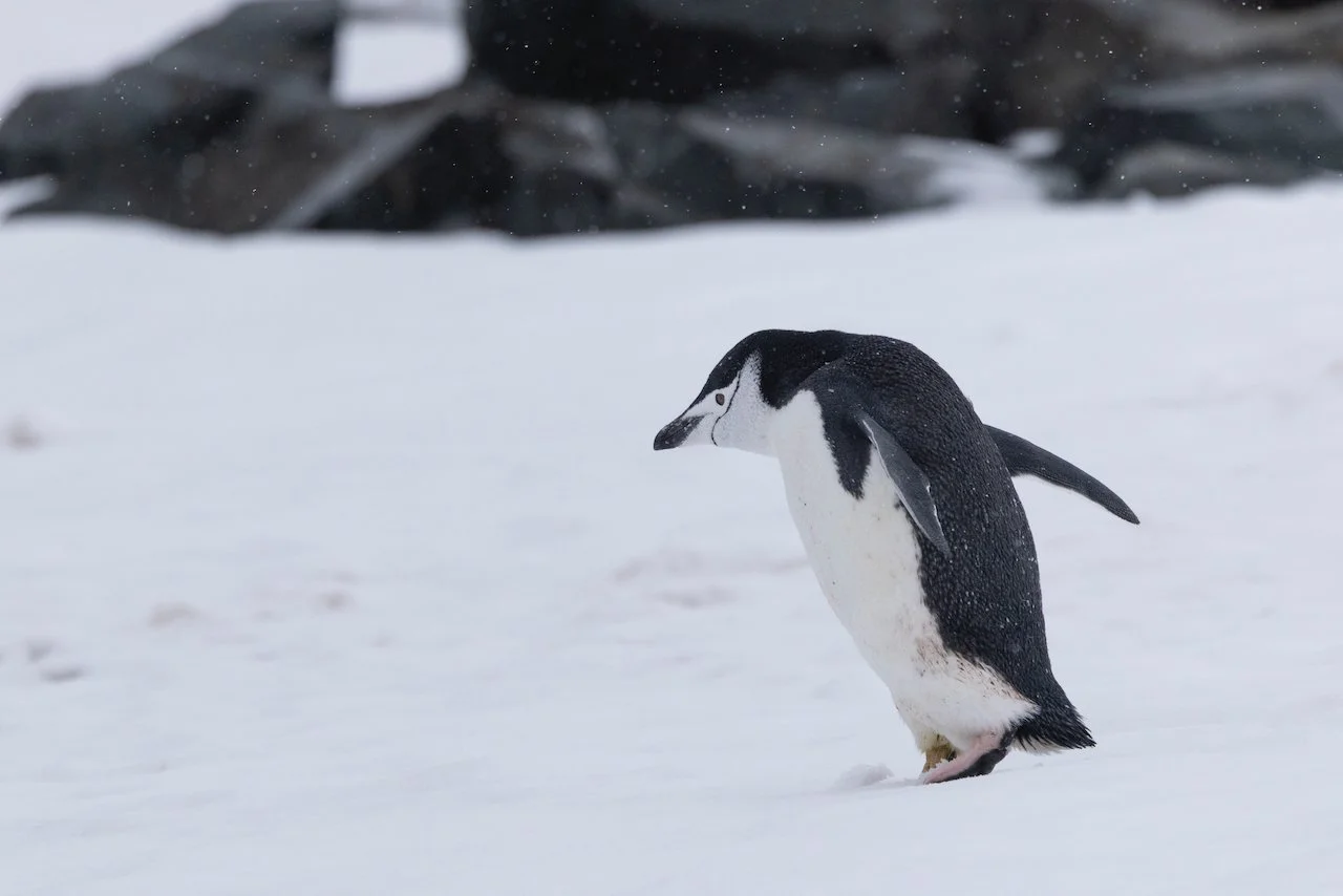 Antarctica 2025- First Show - 40 of 92.jpeg