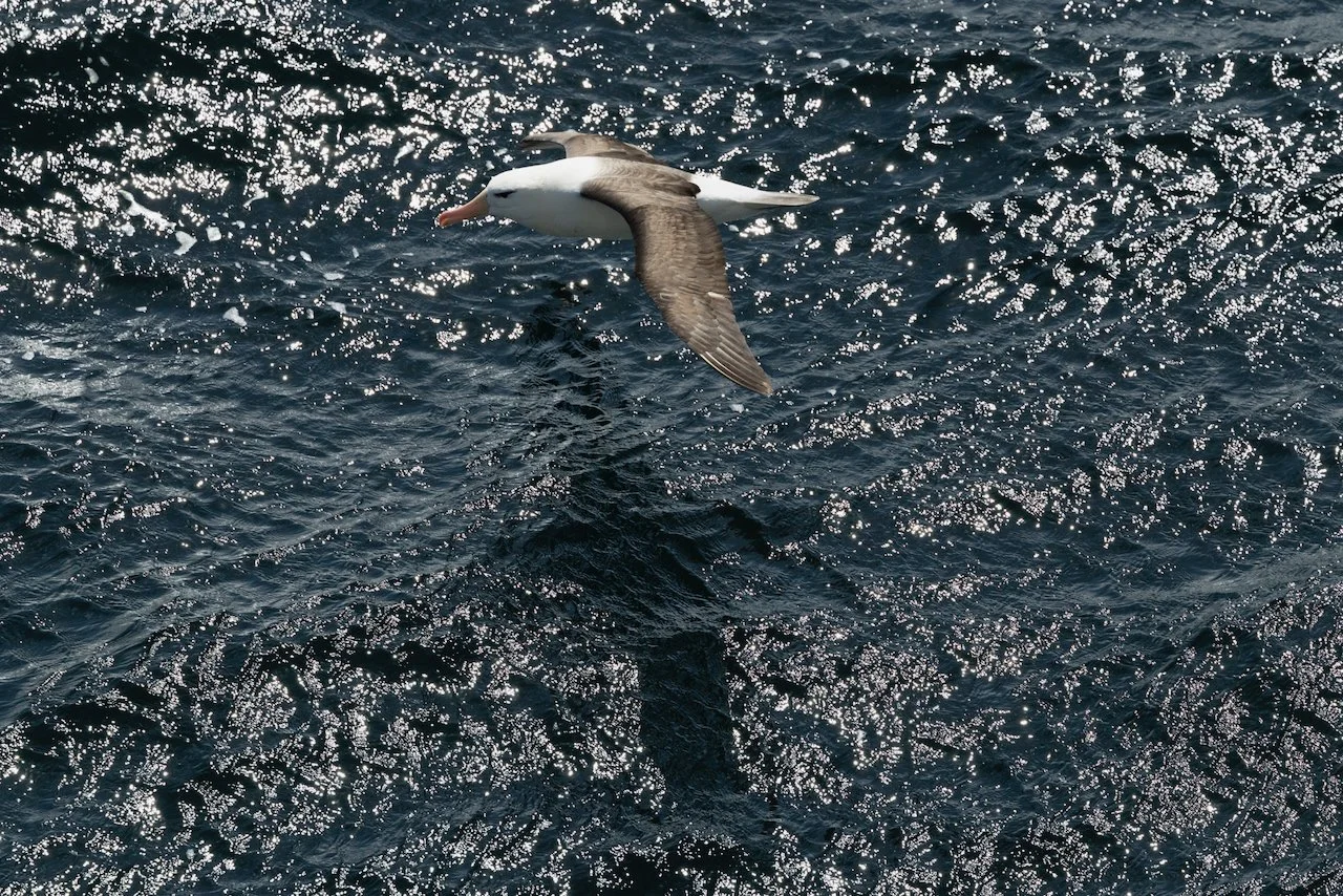 Antarctica 2025- First Show - 77 of 92.jpeg