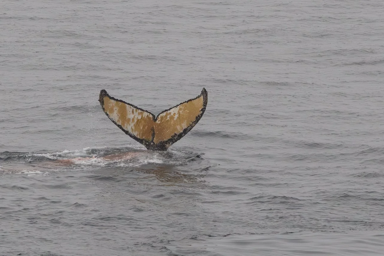 Antarctica 2025- First Show - 42 of 92.jpeg