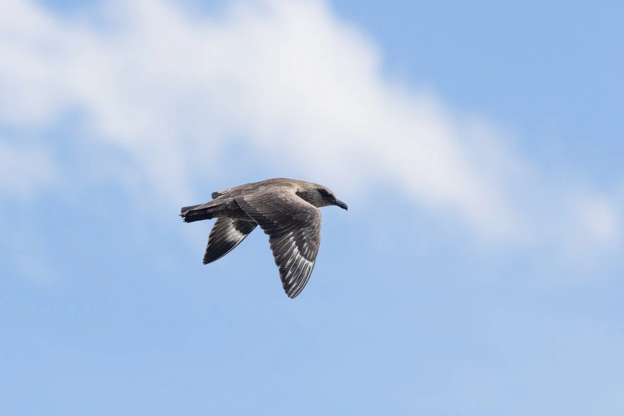 Antarctica 2025- First Show - 89 of 92.jpeg