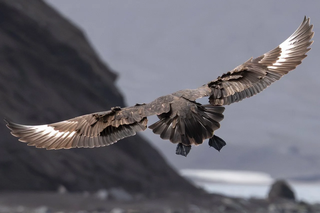 Antarctica 2025- First Show - 51 of 92.jpeg