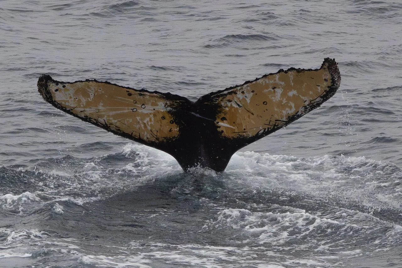 Antarctica 2025- First Show - 33 of 92.jpeg