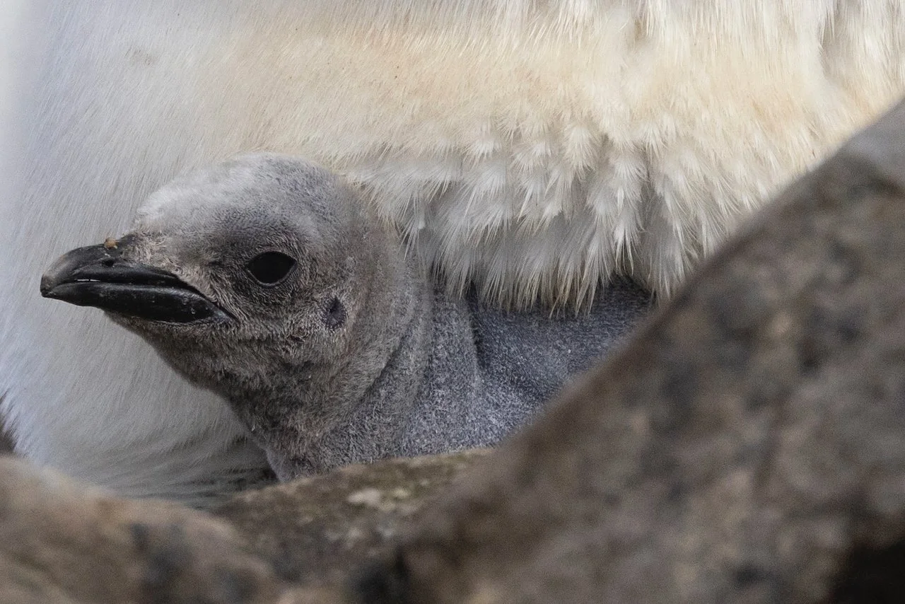 Antarctica 2025- First Show - 59 of 92.jpeg