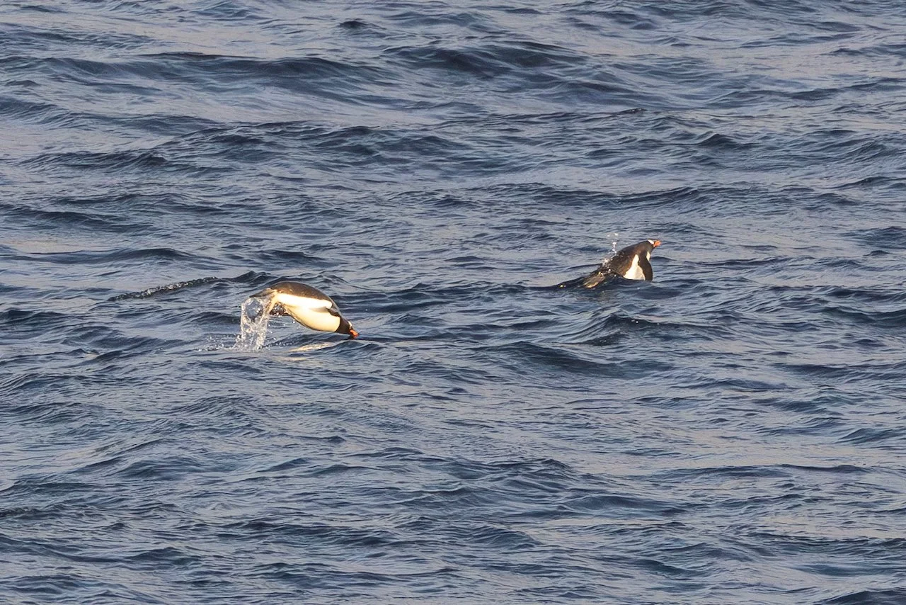 Antarctica 2025- First Show - 37 of 92.jpeg