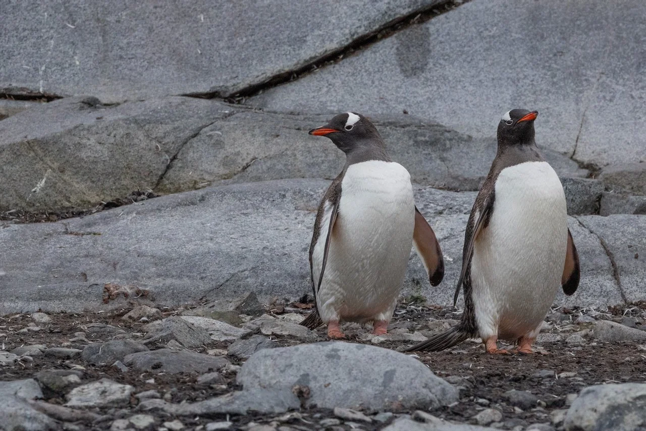 Antarctica 2025- First Show - 19 of 92.jpeg