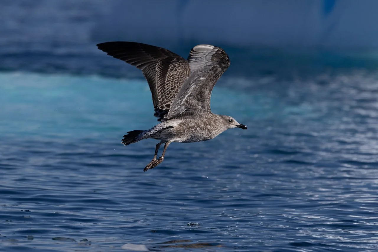 Antarctica 2025- First Show - 15 of 92.jpeg