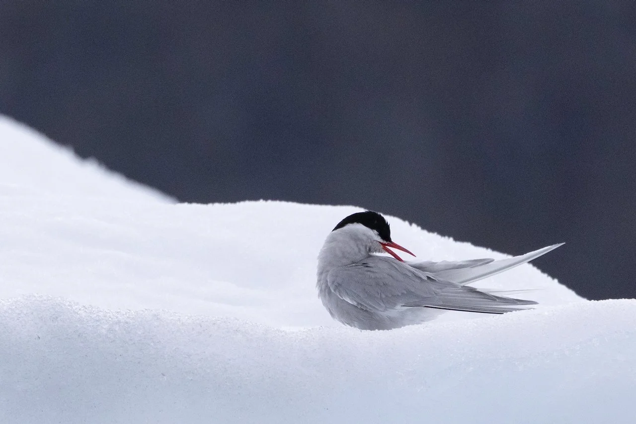 Antarctica 2025- First Show - 22 of 92.jpeg