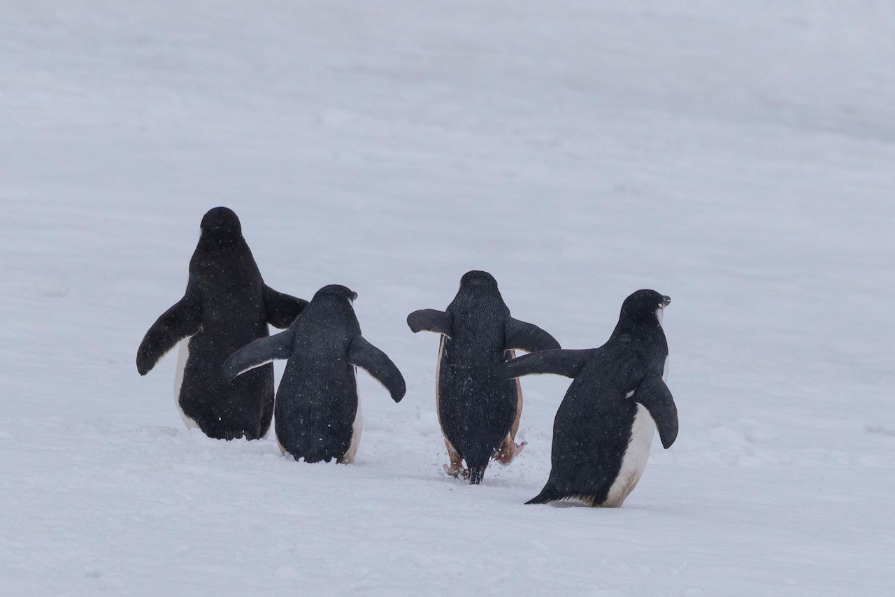 Antarctica 2025- First Show - 39 of 92.jpeg