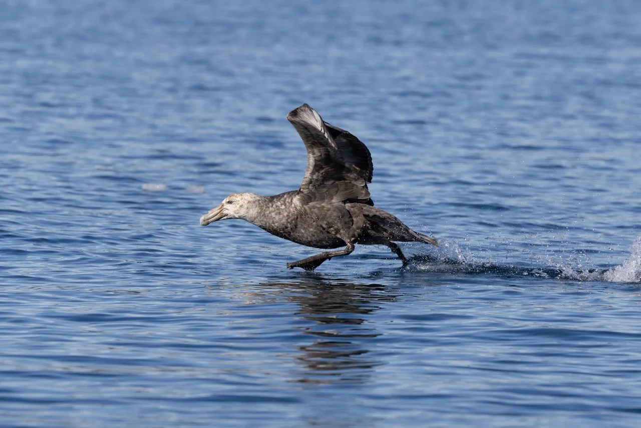 Antarctica 2025- First Show - 17 of 92.jpeg