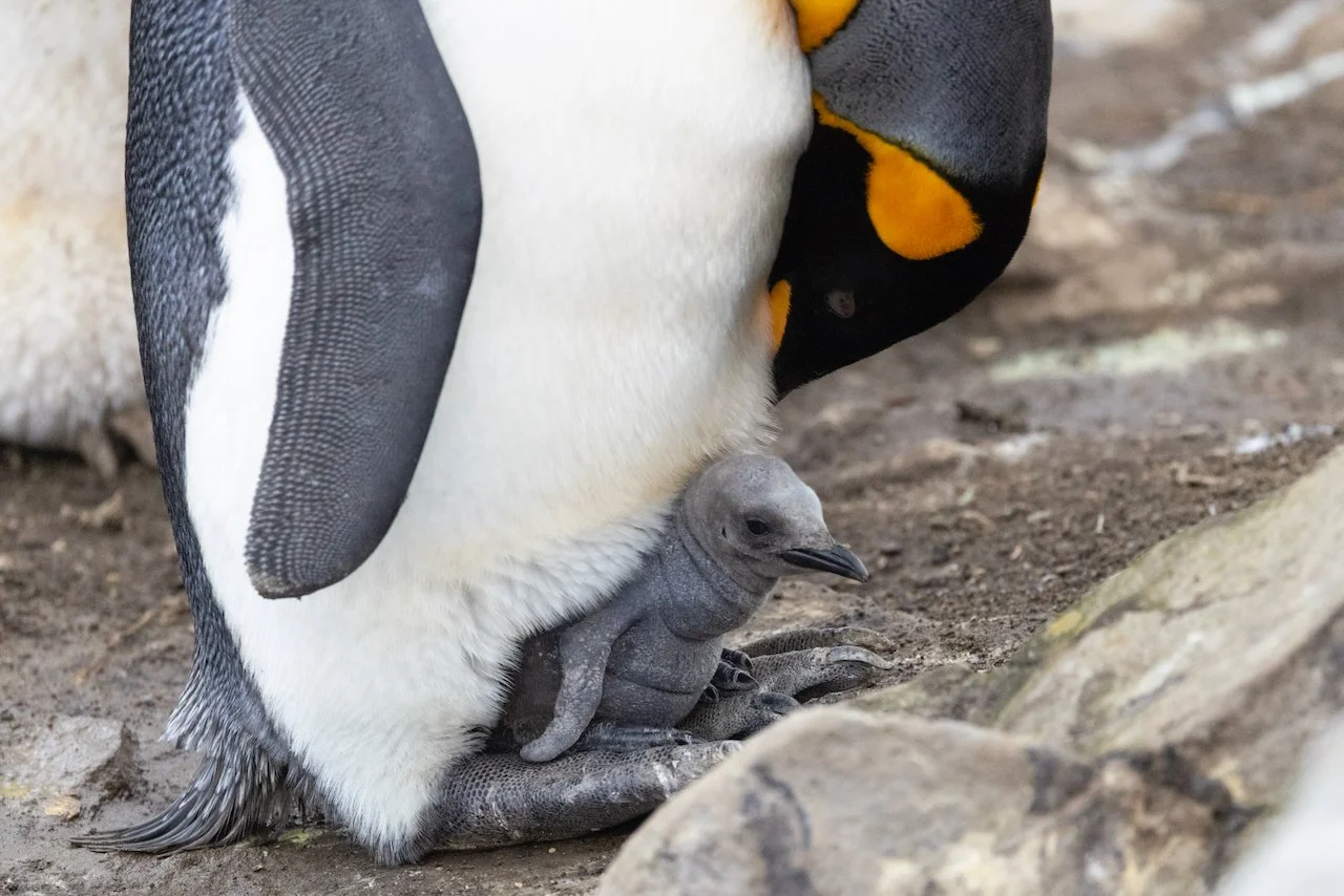 Antarctica 2025- First Show - 64 of 92.jpeg