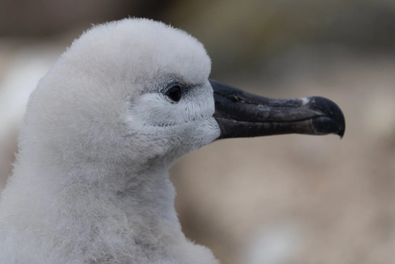 Antarctica 2025- First Show - 70 of 92.jpeg