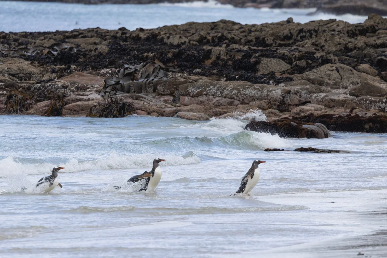 Antarctica 2025- First Show - 74 of 92.jpeg