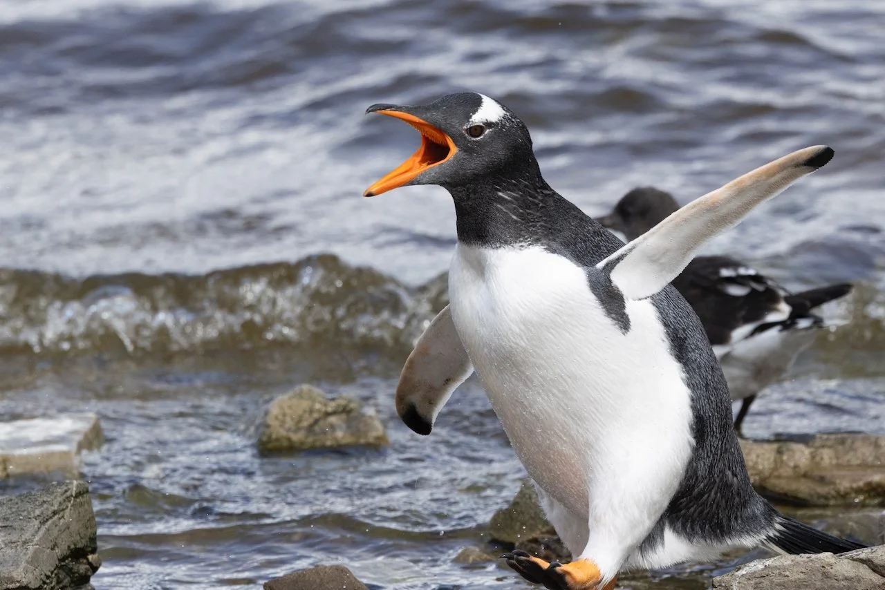 Antarctica 2025- First Show - 60 of 92.jpeg